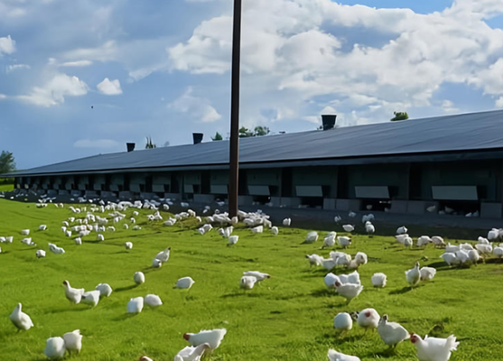 Modern Light Ventilated Insulated Steel Structure Chicken Coop High Efficiency Poultry Farming House Commercial Breeding