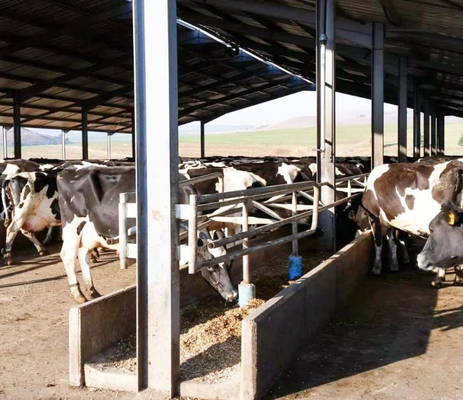 Xây dựng cấu trúc thép nhẹ hiện đại được chế tạo sẵn cho nuôi gia cầm